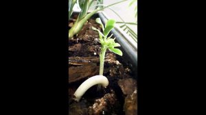 Арахис 6 часов за 6 секунд #Shorts