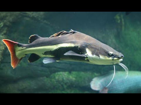 Пираньи и Краснохвостый сом. Redtail catfish and Piranhas