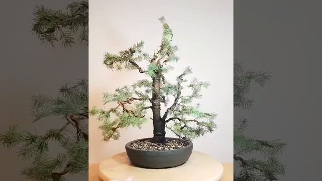 Bonsai Zwerg Zuckerhutfichte (picea glauca ´sanders blue´)