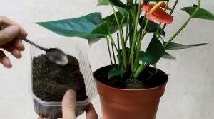 ANTHURIUM, TUTTI I TRUCCHI E SEGRETI PER CURARLO FARLO "RESUSCITARE", FIORIRE ANTHURIUM PLANT CARE