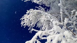 ...белая берёза, под моим окном, принакрылась снегом точно серебром...