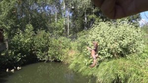 ЛОВЛЮ РЫБУ В СВОЁМ ПРУДУ | РЫБАЛКА У СЕБЯ НА ДАЧЕ