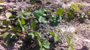 Как размножить ежевику Тройная корона