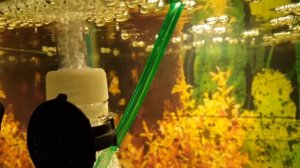 Самодельный инкубатор для икры африканских цихлид.