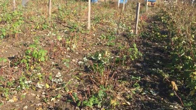 ПОДГОТОВКА РЕМОНТАНТНОЙ МАЛИНЫ К ЗИМЕ || ОБРЕЗКА РЕМОНТАНТНОЙ МАЛИНЫ НА ЗИМУ ОСЕНЬЮ