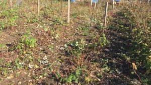 ПОДГОТОВКА РЕМОНТАНТНОЙ МАЛИНЫ К ЗИМЕ || ОБРЕЗКА РЕМОНТАНТНОЙ МАЛИНЫ НА ЗИМУ ОСЕНЬЮ