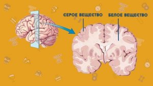 Головной мозг! Нервная система! Влияние спорта и фитнеса на работу мозга!