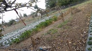 Выращивание клубники! Начинаем всё с нуля! С кого брать пример и что делать дальше?