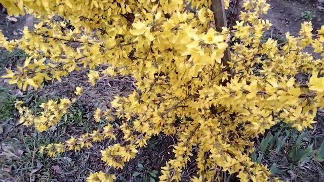 Цветет Форзиция. смотреть онлайн