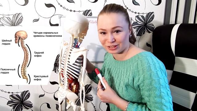АНАТОМИЯ ЧЕЛОВЕКА. Строение позвоночника и грудной клетки.