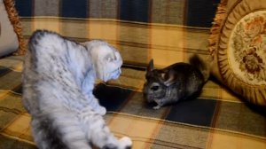 Кошка и шиншилла