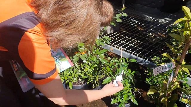 Mitre 10 Mega Greymouth and its garden centre смотреть онлайн