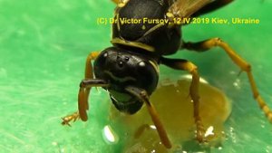 Почему Осы Полисты Самые Изящные и Спокойные? Беседа с Осой.