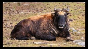 Такин животное