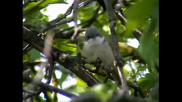 Славка завирушка смотреть онлайн