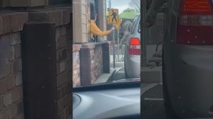 Приколы с животными (подборка)