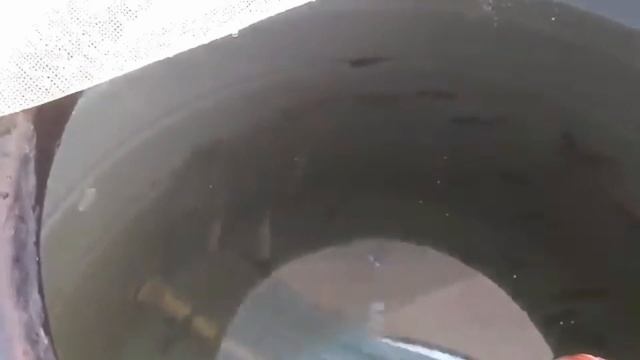 MUDAHNYA BUDIDAYA IKAN NILA DI DRUM PLASTIK
