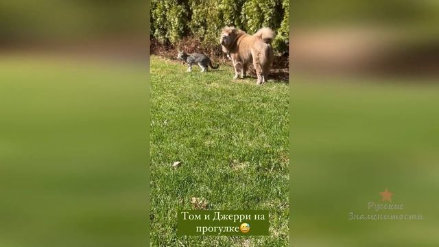 Кошка Ольги Орловой Соня на прогулке, осваивает улицу!