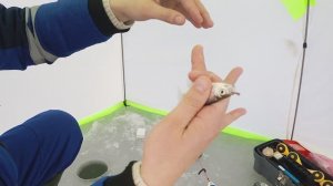 Рыбалка зимняя ловля уклейки.mp4