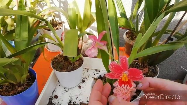 Пересадка Камбрий и как поживает камбрия уценка спустя 5 месяцев)) смотреть онлайн