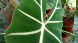 MY ALOCASIA GREEN VELVET