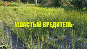 Ива Славная: Ушастый Вредитель (25.06.2024)