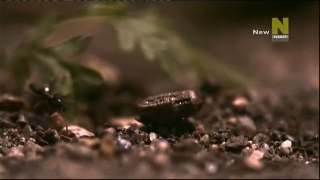 Мир Насекомых и Пауков 1 серия 2014 (480p)