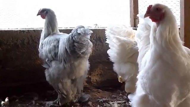 Содержание кур с собаками  – советы и правила