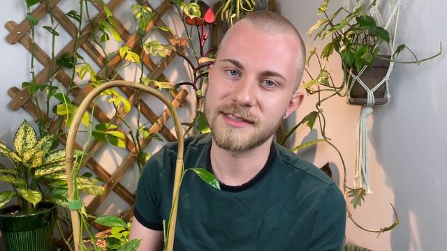 6 Excellent Climbing Houseplants