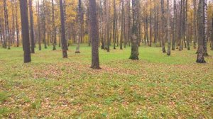 Осенняя кинозарисовка