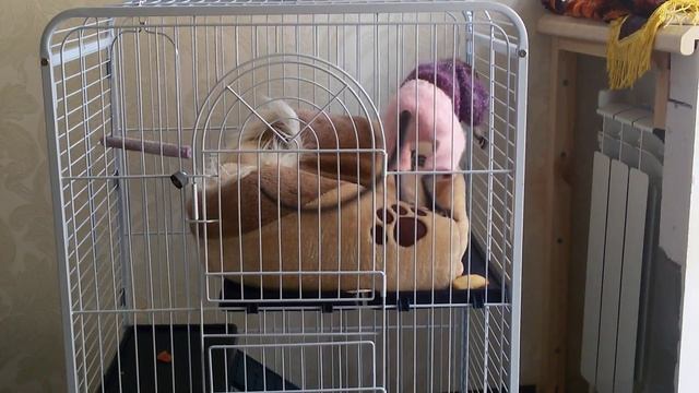 Домик для обезьянки смотреть онлайн