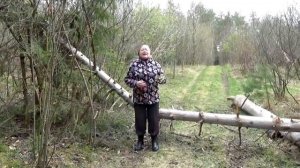 Осенью, летом весной и зимой  Песня