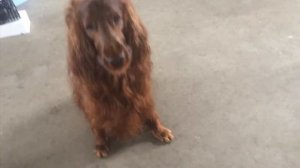 Ирландский сеттер. Понимаем хозяина с полуслова.