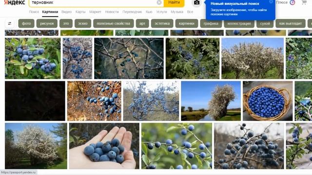 #33 Проклятие Адама - терния и волчцы. Созвездие Змея "на руках" Змееносца. смотреть онлайн