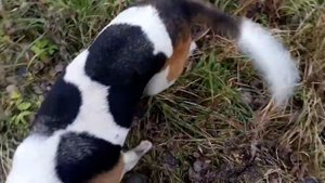 Охота с гончими на зайца и лису.