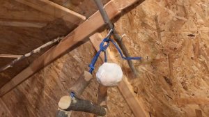 Перевожу попугаев на дачу. Комната для попугаев