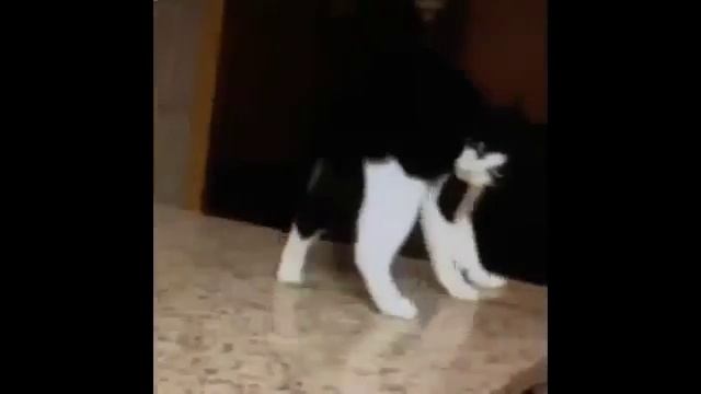 Даже кот танцует лучше чем ты (Vine) смотреть онлайн