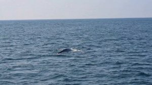 Плаваем с Китами на Шри-Ланке. Whales in Sri Lanka