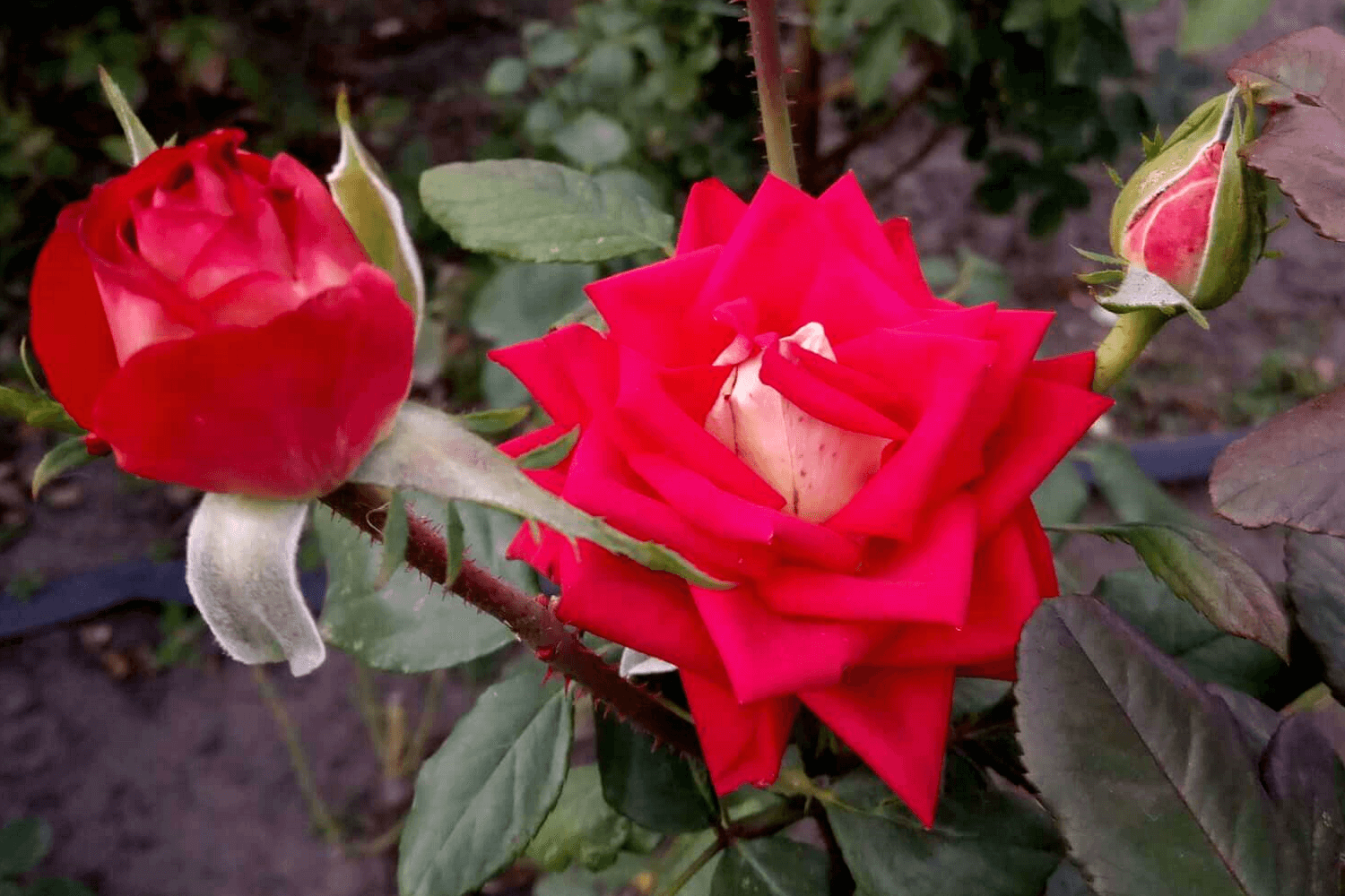 Роза чг срезочная "Новая мода" (Florists Rose "New Fashion") (NIRP International, Франция, 2000г.)