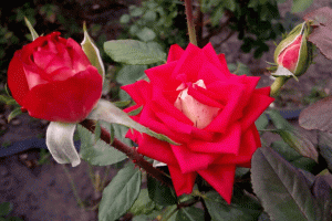 Роза чг срезочная "Новая мода" (Florists Rose "New Fashion") (NIRP International, Франция, 2000г.)