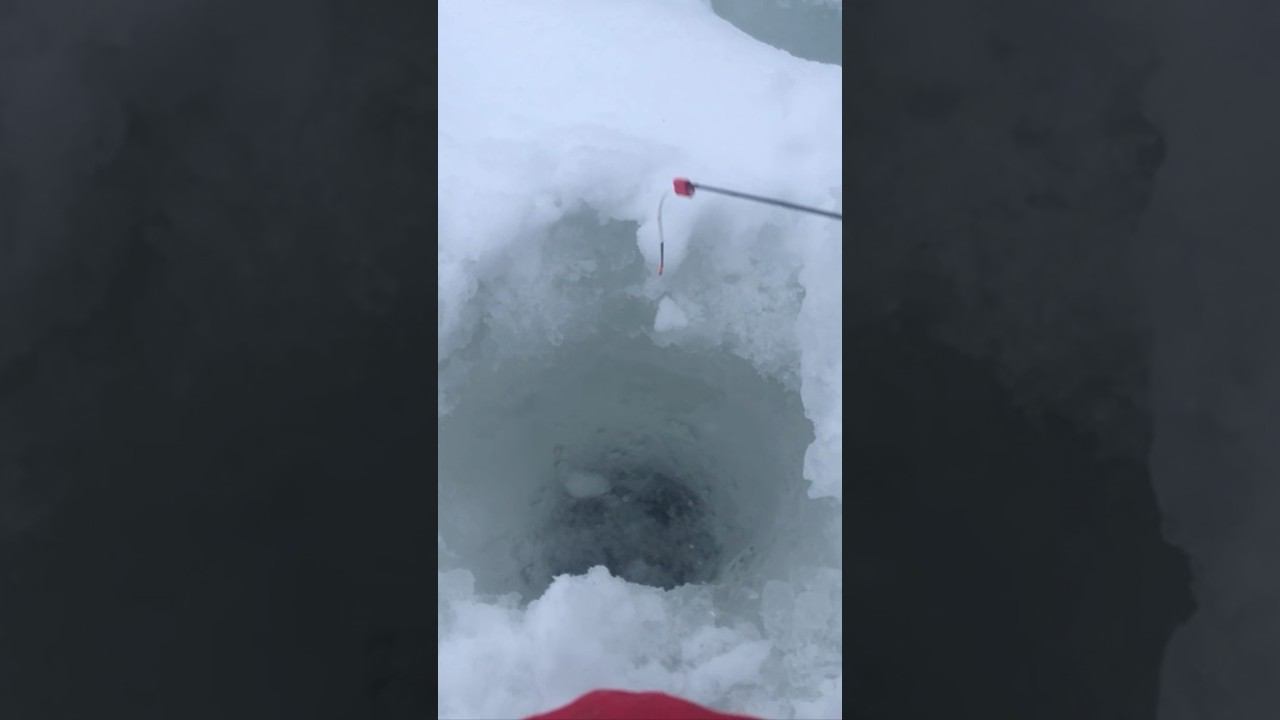 Рыба на КАЖДОЙ ПРОВОДКЕ #рыбалка #зимняярыбалка #рыбалка2023 #рыбалканареке смотреть онлайн