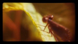 СТРЕКОЗА макросъемка под микроскопом видео