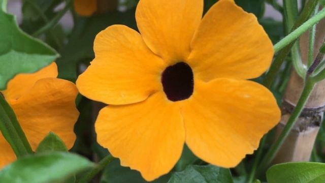 Black-eyed Susan Vine Flowers (Thunbergia alata) #thunbergia #alata #susan #vine #gardening смотреть онлайн