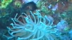 Коралловые полипы.avi