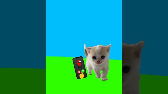 Недели котёнок Shorts (8) смотреть онлайн