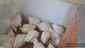 почему не растет бройлер? выбраковка бройлеров. 1 партия ПРОВАЛ!