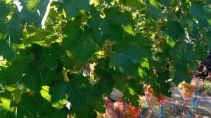 ВИНОГРАД- СИНДИКАТ