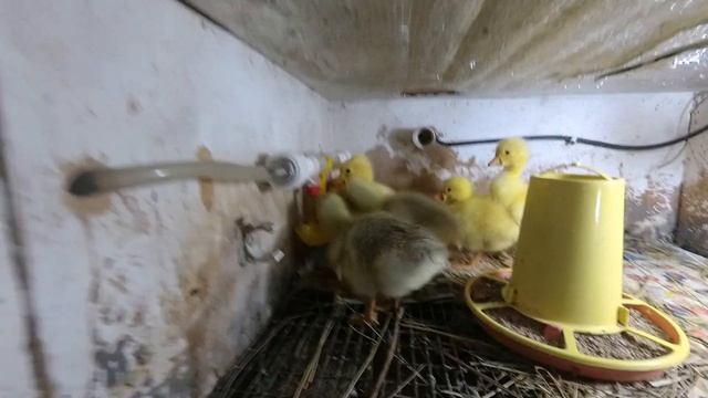 Гусята Линда. Первые дни на автономной ферме