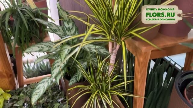 #44 Обзор комнатных растений в магазине | Гибискусы, кодиеумы, эпипремнумы, папоротники смотреть онлайн