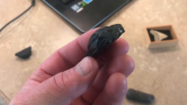 HELP! What kind of fossils are these? Sharks teeth, bones and petrified wood.
